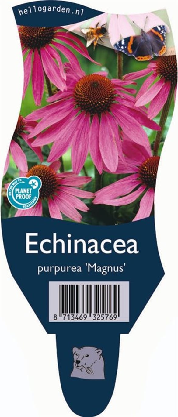 Echinacea p. 'Magnus' - P11